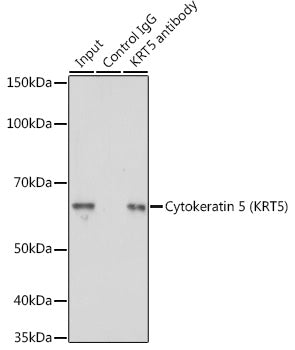 Cytokeratin 5 Rabbit pAb