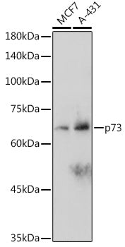 p73 Rabbit mAb