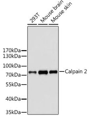 Calpain 2 Rabbit pAb
