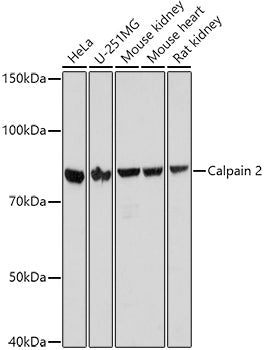 Calpain 2 Rabbit pAb