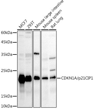 CDKN1A/p21CIP1 Rabbit pAb