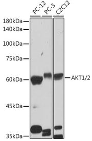 AKT1/2 Rabbit mAb