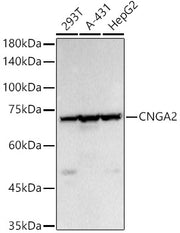 CNGA2 Rabbit pAb