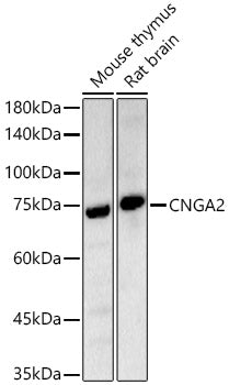 CNGA2 Rabbit pAb