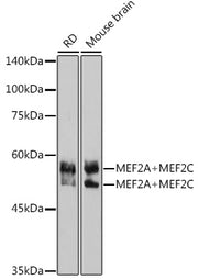 MEF2A+MEF2C Rabbit mAb