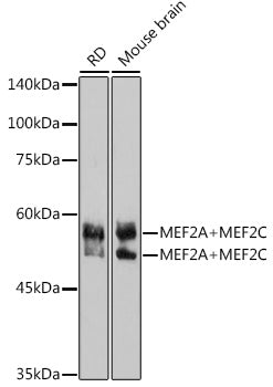 MEF2A+MEF2C Rabbit mAb