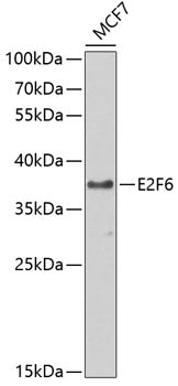 E2F6 Rabbit pAb