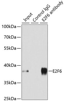 E2F6 Rabbit pAb