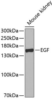 EGF Rabbit pAb