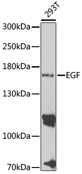 EGF Rabbit pAb