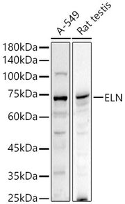 ELN Rabbit pAb
