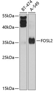 FOSL2 Rabbit pAb