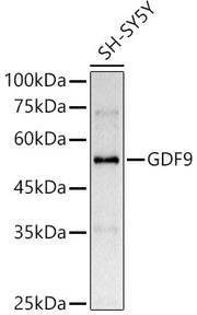 GDF9 Rabbit pAb