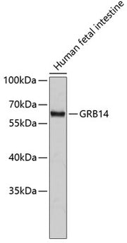 GRB14 Rabbit pAb