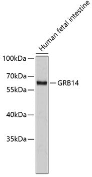 GRB14 Rabbit pAb