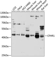 CFHR1 Rabbit pAb