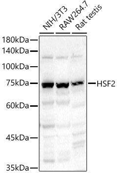 HSF2 Rabbit pAb