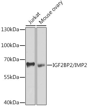 IGF2BP2/IMP2 Rabbit pAb