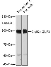GluR2+GluR3 Rabbit mAb