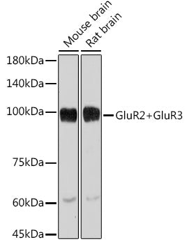 GluR2+GluR3 Rabbit mAb