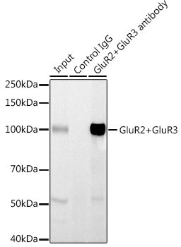 GluR2+GluR3 Rabbit mAb