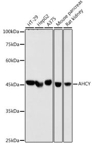 AHCY Rabbit mAb