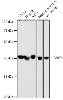 AHCY Rabbit mAb