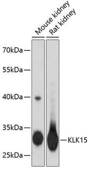 KLK15 Rabbit pAb
