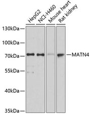 MATN4 Rabbit pAb