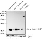Acetyl-Histone H3-K27 Rabbit mAb