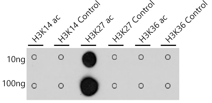 Acetyl-Histone H3-K27 Rabbit mAb