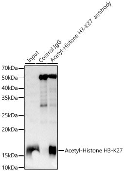 Acetyl-Histone H3-K27 Rabbit mAb