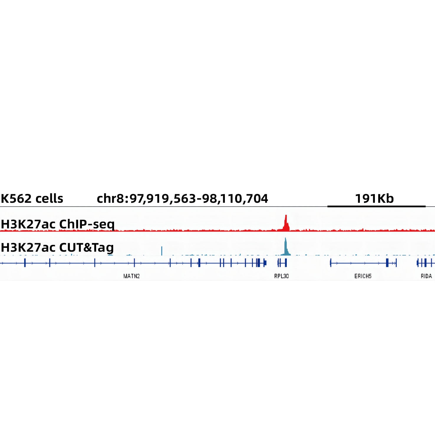 Acetyl-Histone H3-K27 Rabbit mAb
