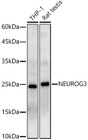 NEUROG3 Rabbit pAb