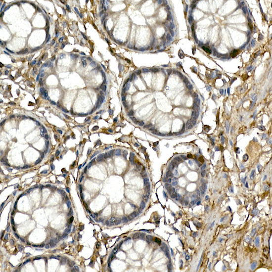 NEUROG3 Rabbit pAb