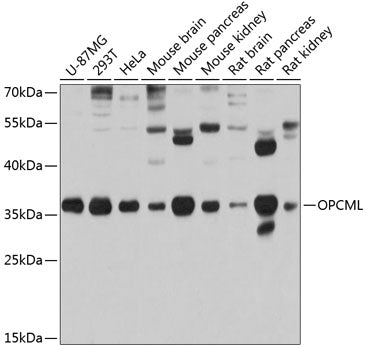 OPCML Rabbit pAb