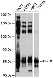 PEG10 Rabbit pAb