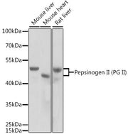 Pepsinogen II (PG II) Rabbit pAb
