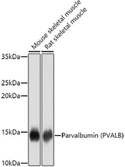 Parvalbumin/PVALB Rabbit pAb
