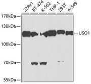 USO1 Rabbit pAb