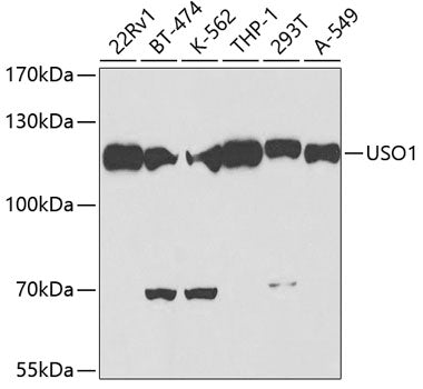 USO1 Rabbit pAb