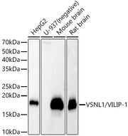 VSNL1/VILIP-1 Rabbit pAb