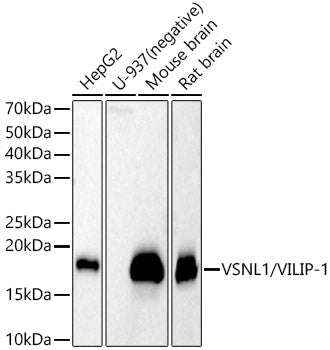 VSNL1/VILIP-1 Rabbit pAb