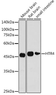 HTR4 Rabbit pAb