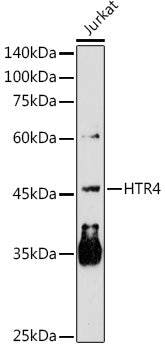 HTR4 Rabbit pAb