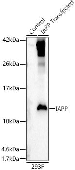 IAPP Rabbit pAb