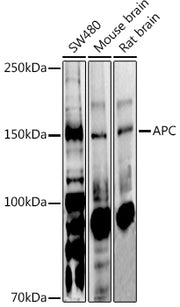 APC Rabbit pAb