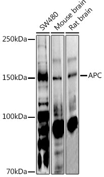 APC Rabbit pAb