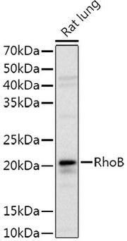 RhoB Rabbit pAb