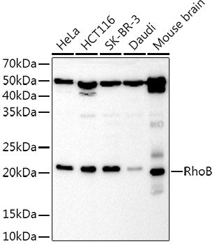 RhoB Rabbit pAb